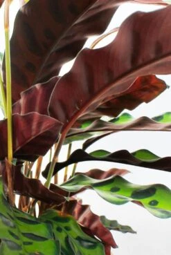 Calathea Insignis - Pauwenplant -Planten Series 4calibp17 5