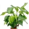 Calathea Network - Pauwenplant -Planten Series 4calnbp17 1 1