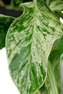 Scindapsus Marble Queen - Epipremnum 13 Scindapsus Marble Queen - Epipremnum -Planten Series 4d041217 e9b6 4ad3 8710 a43b36969e06 1
