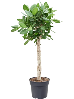 Ficus Benghalensis 'Audrey' - Rubberboom
