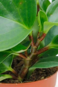 Peperomia Obtusifolia - Krokodillentranen 10 Peperomia Obtusifolia - Krokodillentranen -Planten Series 4peobbp07 3