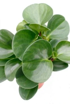 Peperomia Obtusifolia - Krokodillentranen 11 Peperomia Obtusifolia - Krokodillentranen -Planten Series 4peobbp07 4