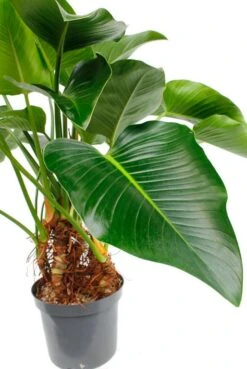 Philodendron Green Beauty -Planten Series 4phgbbu10 1