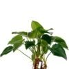 Philodendron Green Beauty 2 Philodendron Green Beauty -Planten Series 4phgbbu10