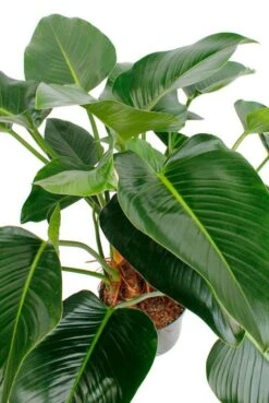 Philodendron Green Beauty -Planten Series 4phgbbu10 2