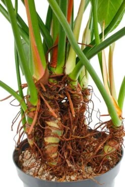 Philodendron Green Beauty -Planten Series 4phgbbu10 3