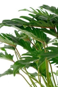 Philodendron Xanadu -Planten Series 4phxabu40 2 2