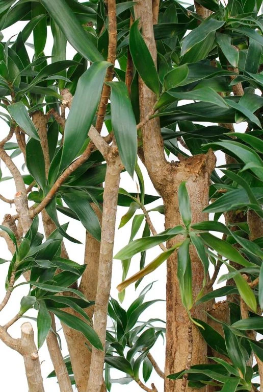 Dracaena Reflexa - Drakenbloedboom 6 Dracaena Reflexa - Drakenbloedboom - Afbeelding 4