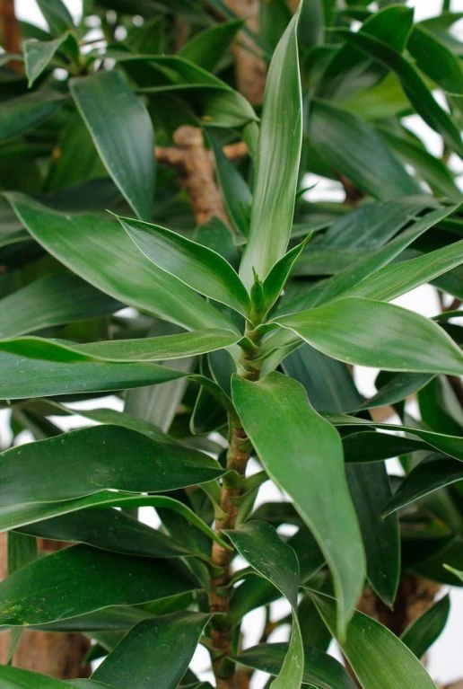 Dracaena Reflexa - Drakenbloedboom 4 Dracaena Reflexa - Drakenbloedboom - Afbeelding 2
