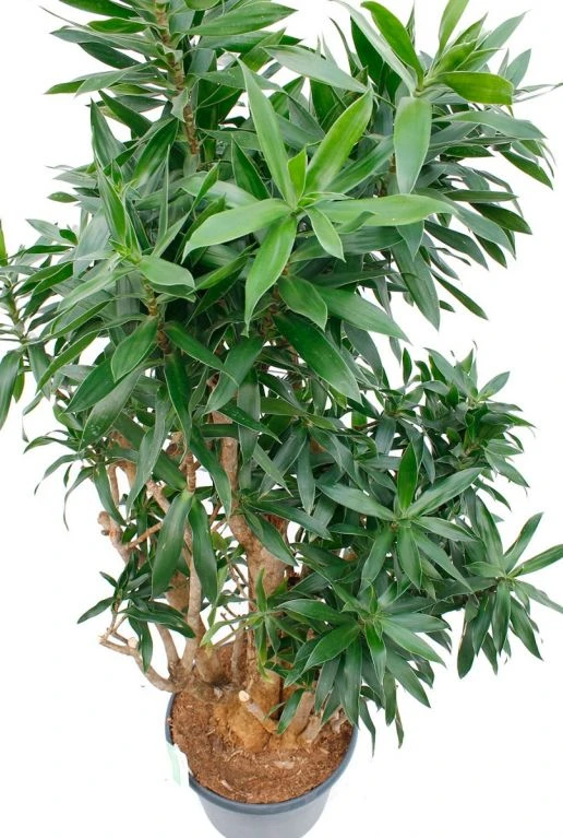Dracaena Reflexa - Drakenbloedboom 7 Dracaena Reflexa - Drakenbloedboom - Afbeelding 5