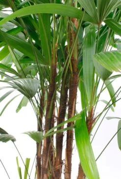 Rhapis Excelsa - Stokpalm -Planten Series 4rhexbu66 4 1