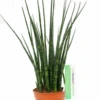 Sansevieria Fernwood - Vrouwentong -Planten Series 4safmtu14 1