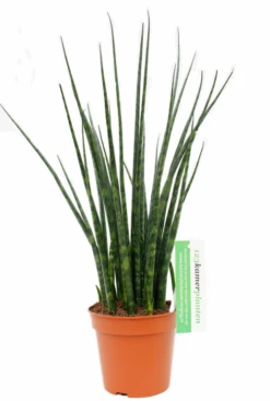 Sansevieria Fernwood - Vrouwentong