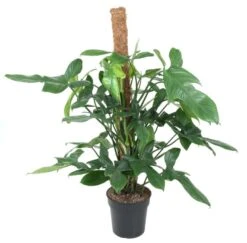 Philodendron Silver Violin