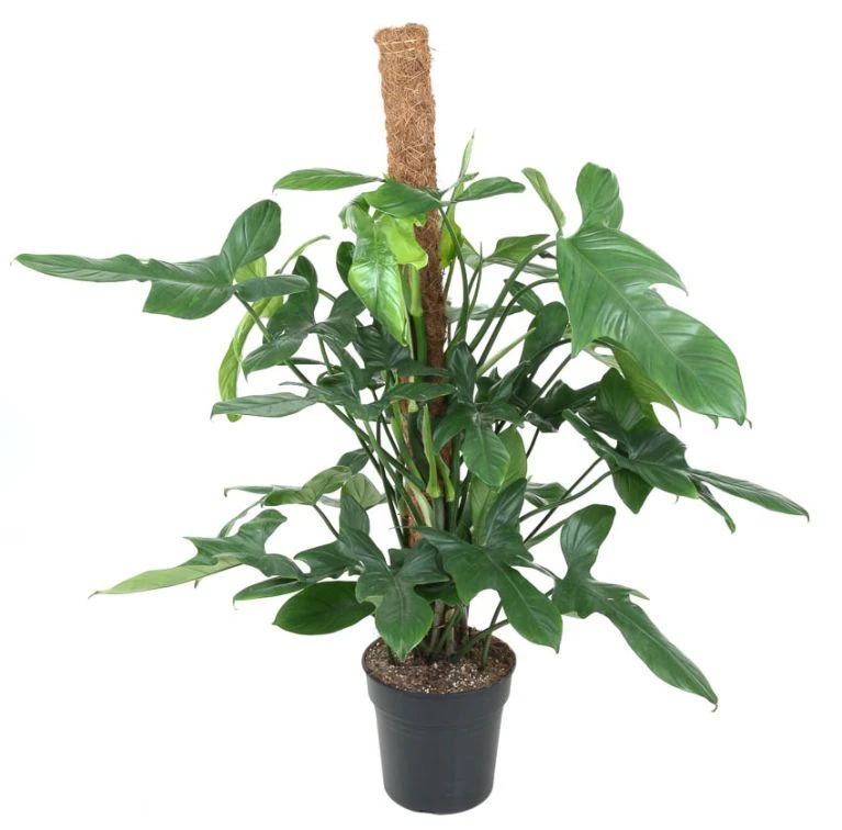 Philodendron Silver Violin 3 Philodendron Silver Violin