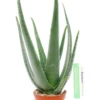 Aloe Vera Barbadensis - Wonderplant