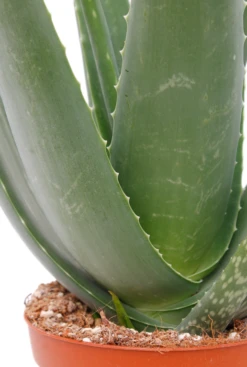 Aloe Vera Barbadensis - Wonderplant -Planten Series 5alvbkk14 2