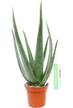Aloe Vera Barbadensis - Wonderplant