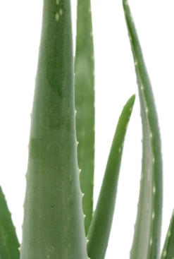 Aloe Vera Barbadensis - Wonderplant -Planten Series 5alvbkk14 3