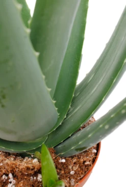 Aloe Vera Barbadensis - Wonderplant -Planten Series 5alvbkk14 4