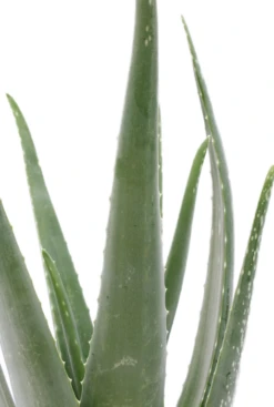 Aloe Vera Barbadensis - Wonderplant -Planten Series 5alvbkk14 5