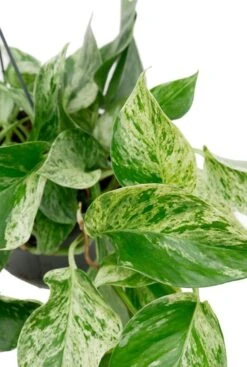 Scindapsus Marble Queen - Epipremnum 9 Scindapsus Marble Queen - Epipremnum -Planten Series 5ddb338a c8a8 4c16 812c e8ec8d1edba8 1