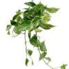 Scindapsus Marble Queen - Epipremnum -Planten Series 6a3737eb bb32 48c3 8fac 77e1a504d9b7 1