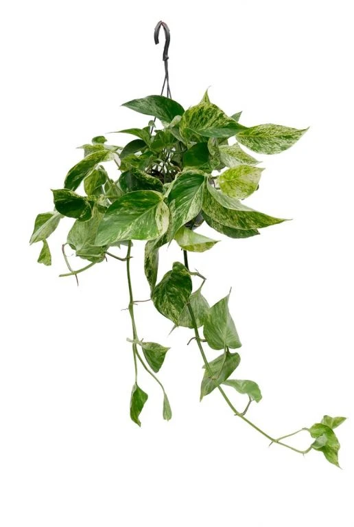 Scindapsus Marble Queen - Epipremnum 3 Scindapsus Marble Queen - Epipremnum