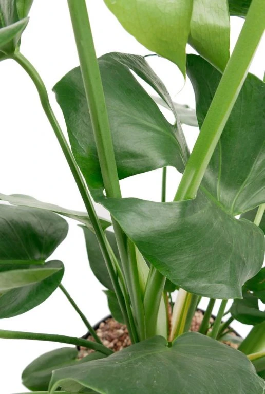 Gatenplantje In Greenville Pot 7 Gatenplantje In Greenville Pot - Afbeelding 5