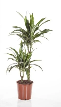 Dracaena Ulises - Drakenbloedboom