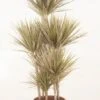 Dracaena Bicolor - Drakenbloedboom -Planten Series 986574 v