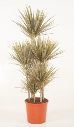 Dracaena Bicolor - Drakenbloedboom