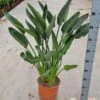 Strelitzia Reginae - Paradijsvogelbloem -Planten Series 9d03f70b ea2e 4a0a ab16 626fd535f125