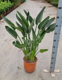 Strelitzia Reginae - Paradijsvogelbloem