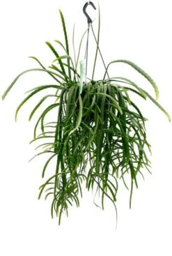 Lepismium Bolivianum