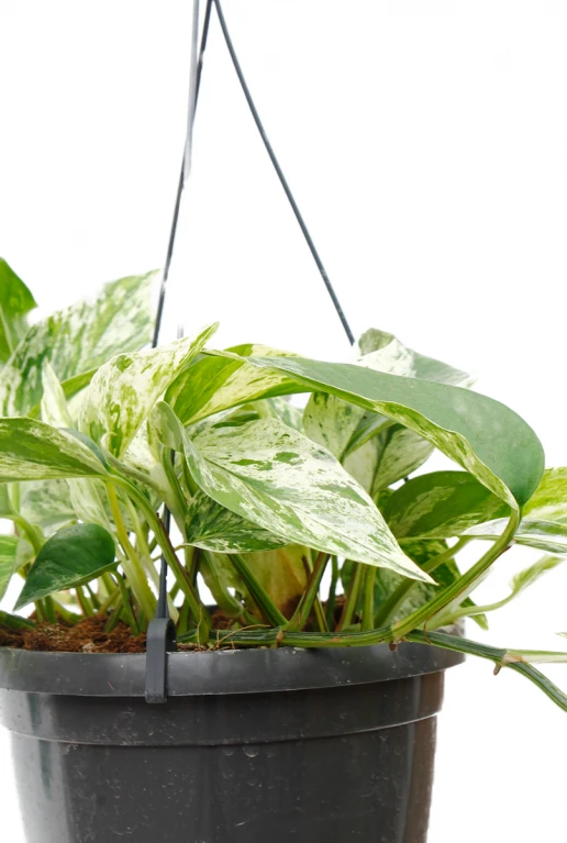 Scindapsus Marble Queen - Epipremnum 5 Scindapsus Marble Queen - Epipremnum - Afbeelding 3