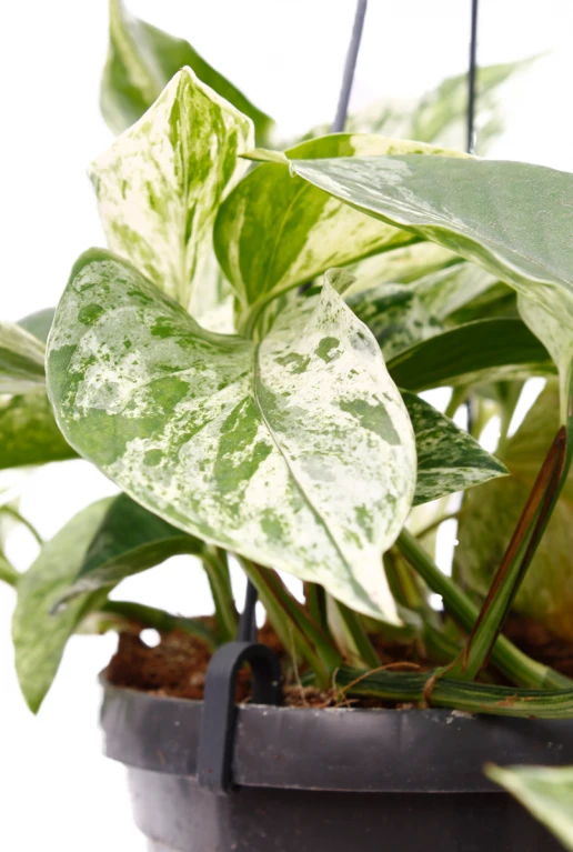 Scindapsus Marble Queen - Epipremnum 6 Scindapsus Marble Queen - Epipremnum - Afbeelding 4
