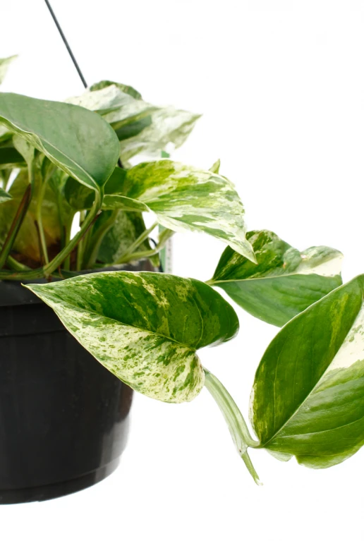 Scindapsus Marble Queen - Epipremnum 7 Scindapsus Marble Queen - Epipremnum - Afbeelding 5