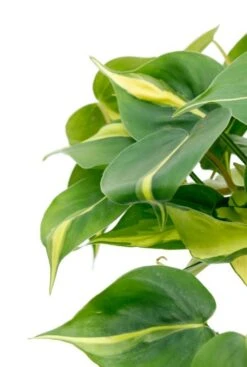 Philodendron Brasil -Planten Series a21033 1