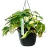 Philodendron Brasil -Planten Series a21033