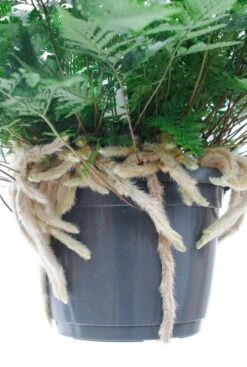 Humata Teyermanii - Apenpootje -Planten Series a24486 2