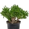 Crassula Horntree - Jade Plant -Planten Series aantrekkelijke crassula horntree huiskamerplant