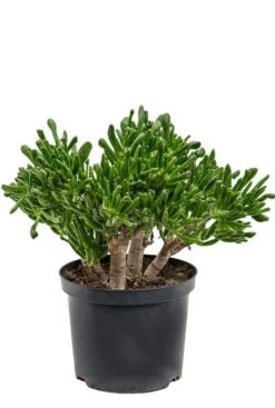 Crassula Horntree - Jade Plant