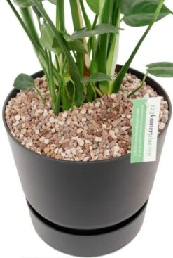 Gatenplantje In Greenville Pot 8 Gatenplantje In Greenville Pot -Planten Series ac682c59 7a5a 4359 a312 15a7f65bb5a9 1