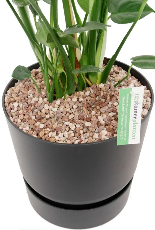 Gatenplantje In Greenville Pot 4 Gatenplantje In Greenville Pot - Afbeelding 2