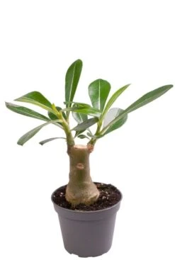 Adenium Obesum - Woestijnroos