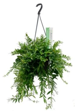 Aeschynanthus Japhrolepis - Lipstickplant