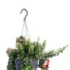 Aeschynanthus Swing - Lipstickplant -Planten Series aeschynanthus swing