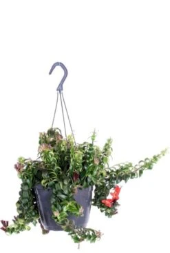 Aeschynanthus Swing - Lipstickplant