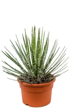 Agave Filifera - Eeuwplant